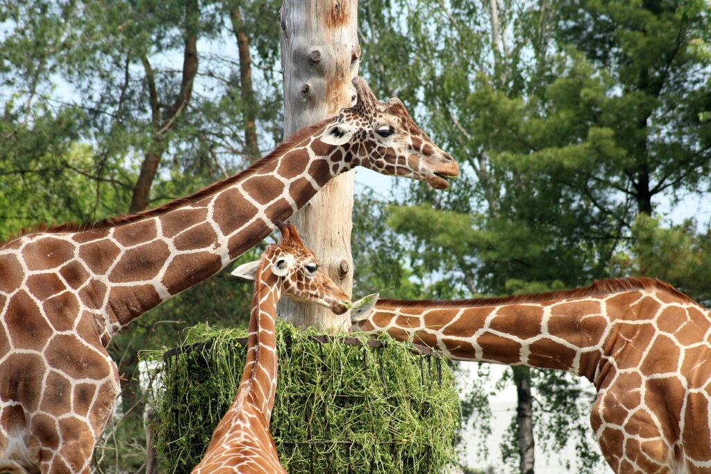 giraffe-4266450_1280